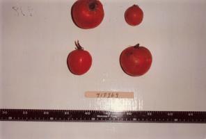 Click for 1 image(s) for this accession. FRUIT